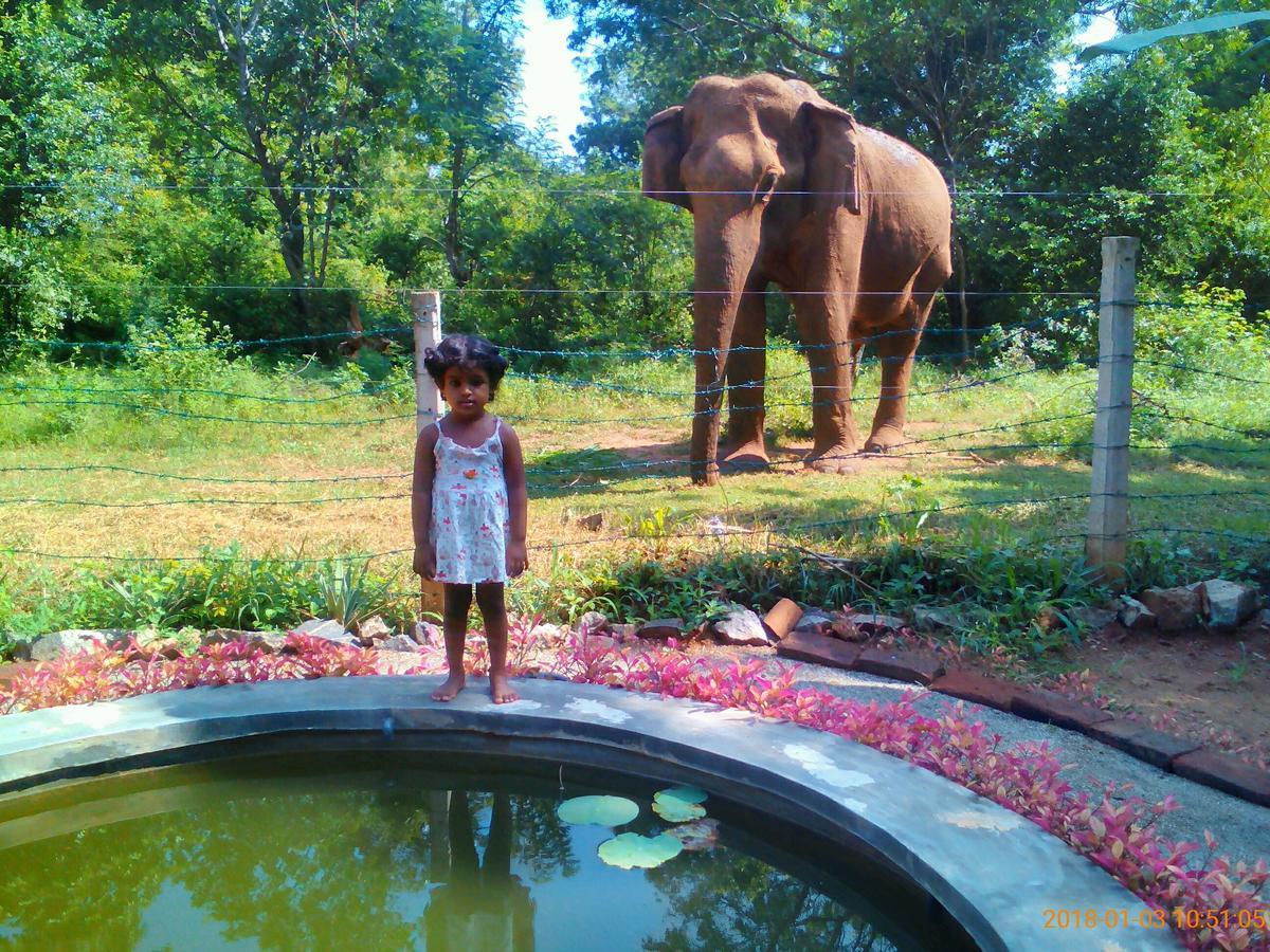 Owls Nest Hotell Udawalawe Exteriör bild